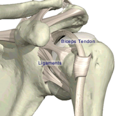 ligaments